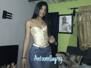 Antoonellagrey