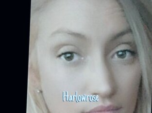 Harlowrose
